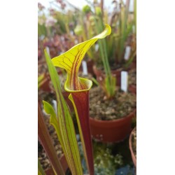 Sarracenia flava var. rubricorpora