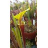 Sarracenia flava var. rubricorpora