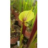 Sarracenia flava var. rubricorpora