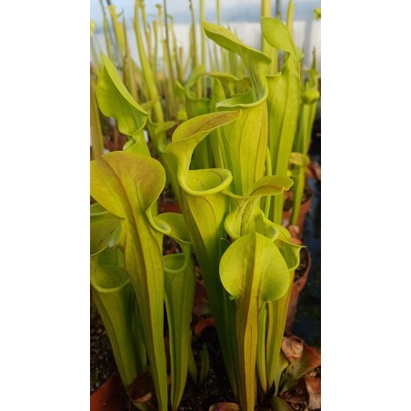 Sarracenia oreophila