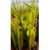 Sarracenia oreophila