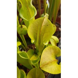 Sarracenia oreophila