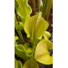 Sarracenia oreophila