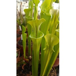 Sarracenia oreophila