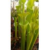 Sarracenia oreophila