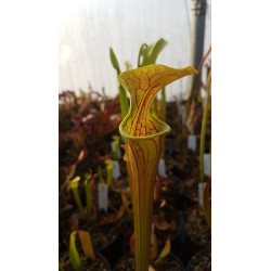 Sarracenia oreophila 'heavy veined'