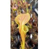 Sarracenia oreophila 'heavy veined'