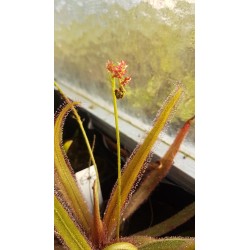 Drosera adelae