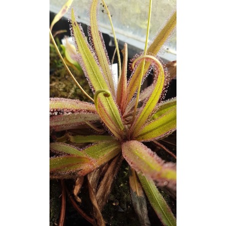 Drosera adelae