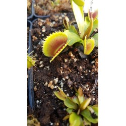 Dionaea 'UK sawtooth 2'