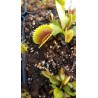 Dionaea 'UK sawtooth 2'