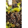 Dionaea 'UK sawtooth 2'