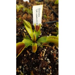 Dionaea 'UK sawtooth 2'