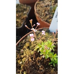 Stylidium irenea