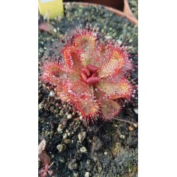 Drosera slackii