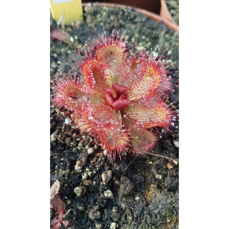 Drosera slackii