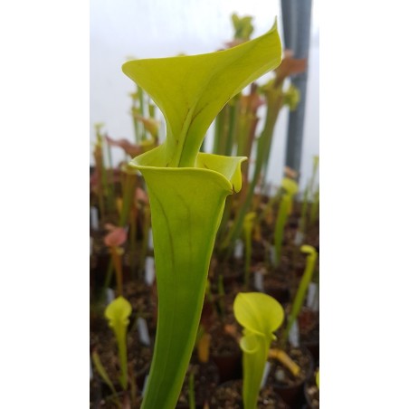 Sarracenia flava 'dorchester co., south carolina'