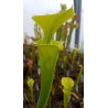 Sarracenia flava 'dorchester co., south carolina'