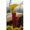 Sarracenia x alava