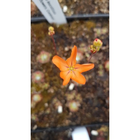 Drosera leucoblasta 'giant flowers, Cranbrook'