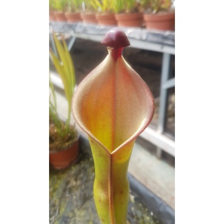 Heliamphora heterodoxa 'all clones, différent seedling'