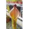 Heliamphora heterodoxa 'all clones, différent seedling'