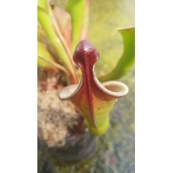 Heliamphora heterodoxa 'all clones, différent seedling'