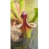 Heliamphora heterodoxa 'all clones, différent seedling'