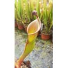 Heliamphora heterodoxa 'all clones, différent seedling'