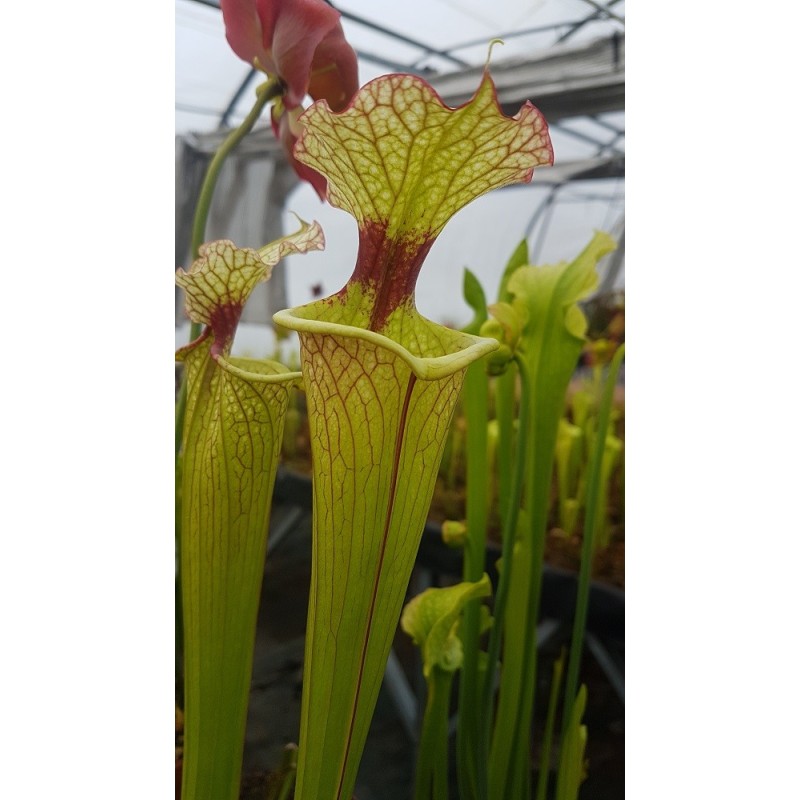 Sarracenia 'Leah wilkerson'