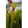 Sarracenia 'Leah wilkerson'