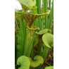 Sarracenia flava var. ornata 'super ornata'