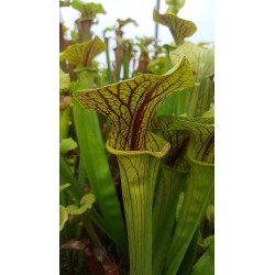 Sarracenia flava var. ornata 'super ornata'