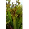 Sarracenia flava var. ornata 'super ornata'