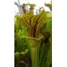 Sarracenia flava var. ornata 'super ornata'