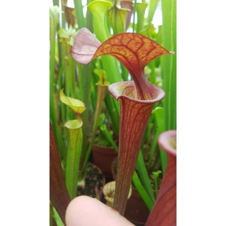 Sarracenia flava var. atropurpurea