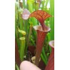 Sarracenia flava var. atropurpurea