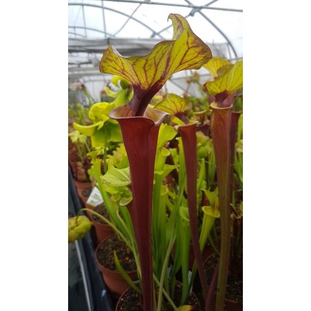 Sarracenia flava var. rubricorpora