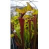 Sarracenia flava var. rubricorpora