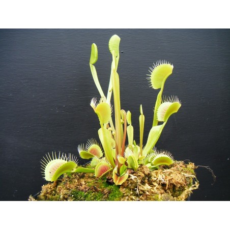 Dionaea 'filiformis'