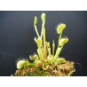 Dionaea 'filiformis'