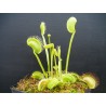 Dionaea 'filiformis verte'