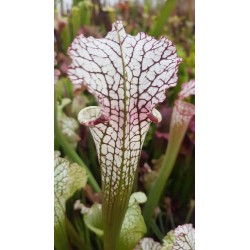 Sarracenia leucophylla 'red stripes throat'