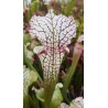 Sarracenia leucophylla 'red stripes throat'