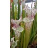 Sarracenia leucophylla 'red stripes throat'