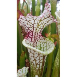 Sarracenia leucophylla 'red stripes throat'