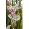 Sarracenia leucophylla 'red stripes throat'