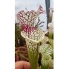 Sarracenia leucophylla 'red stripes throat'