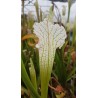 Sarracenia leucophylla 'alba'