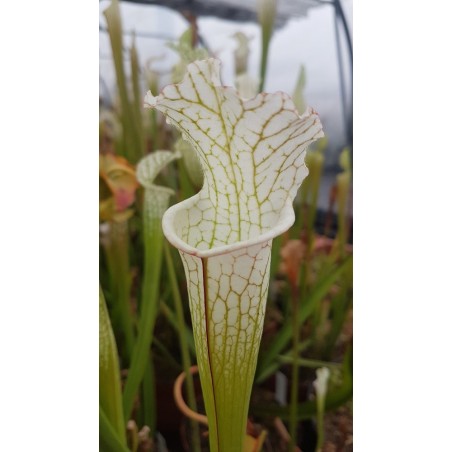 Sarracenia leucophylla 'alba'